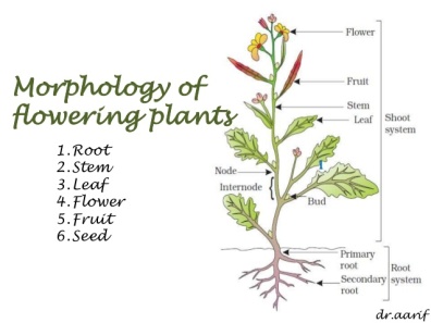 morphology-of-flowering-plants-i-root-stem-leaf